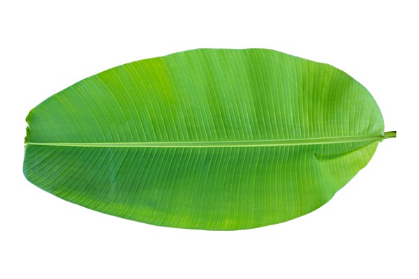 banana leaf-berkah