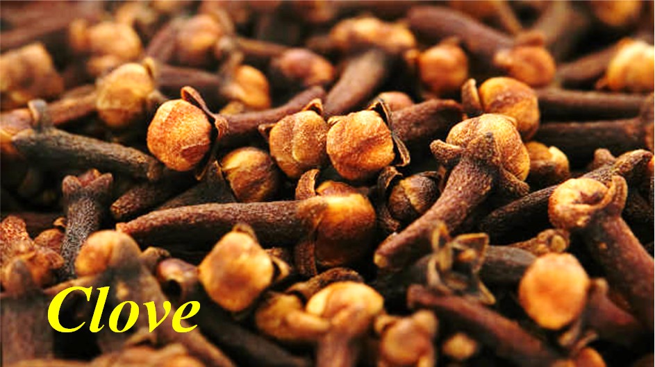 Cengkeh_clove
