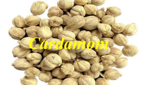 kapulaga_cardamom